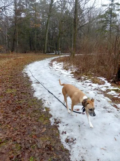 How to get your dog to behave off leash
