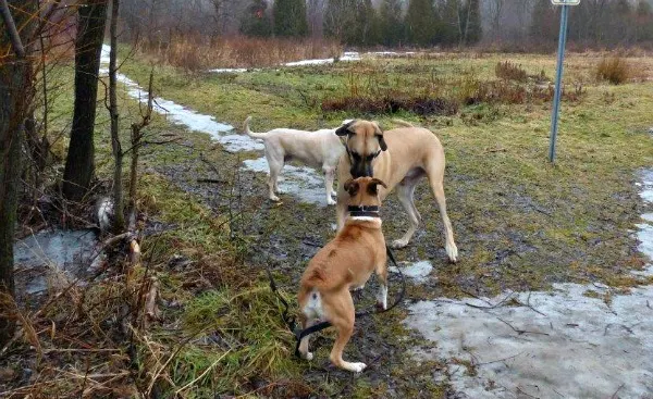 How to trust your dog off leash