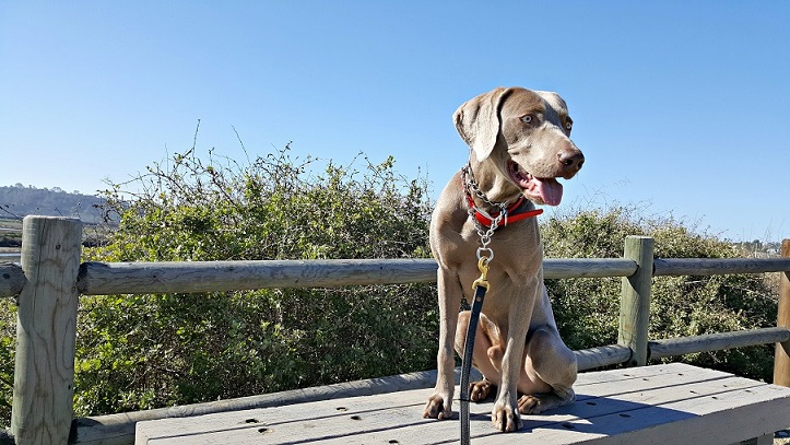 My weimaraner Remy