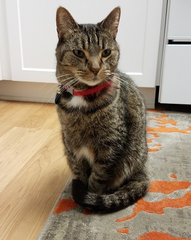 My cat Scout - what it's really like to watch my pets