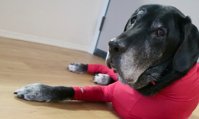 Onsie for dogs the Shed Defender