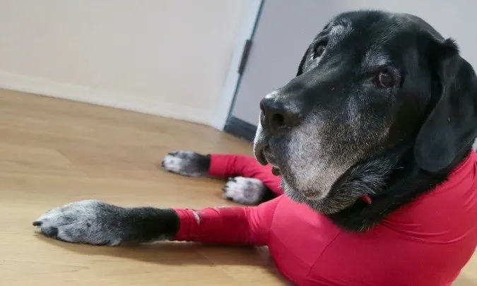 Onsie for dogs the Shed Defender