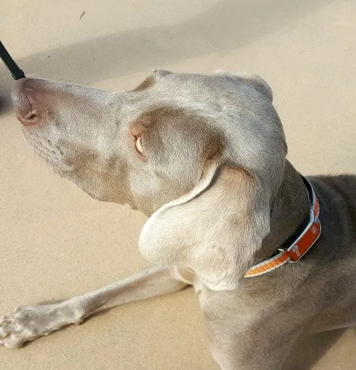 Remy wearing his Kooloop dog collar