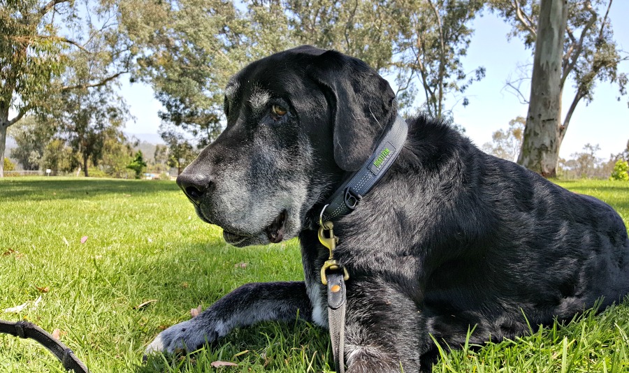 Ace wearing his Mighty Paw collar