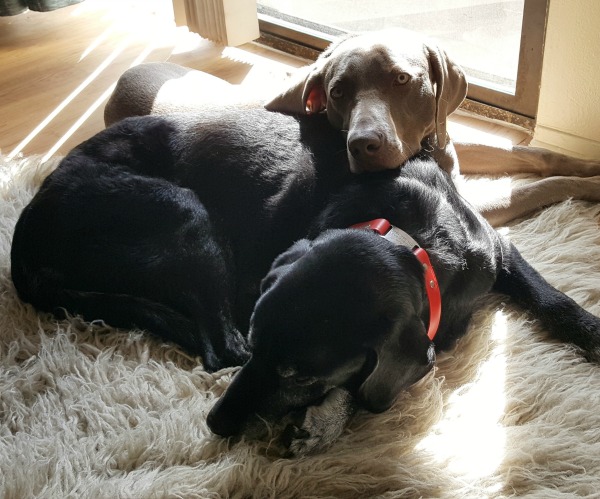 Aggression between dogs in the same household