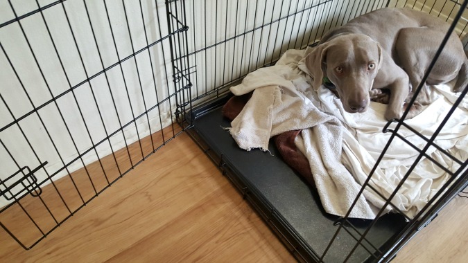 My dog Remy in his crate
