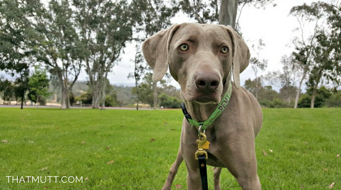 Training my 1 year old Weimaraner
