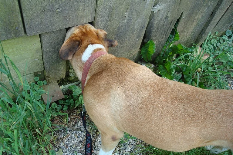 How to introduce your dog to outdoor cats