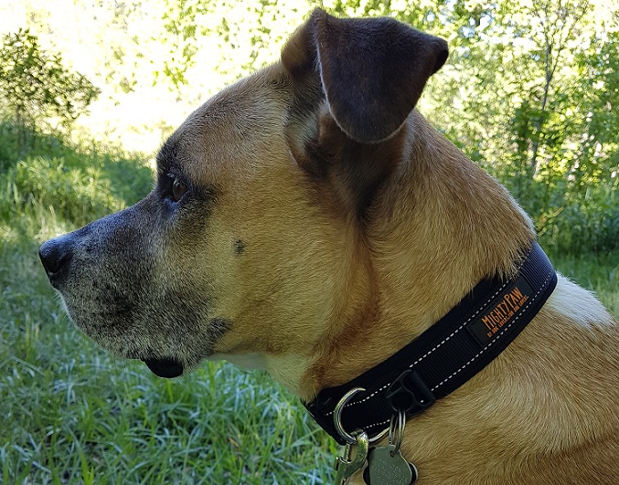 Baxter with his Mighty Paw sport collar