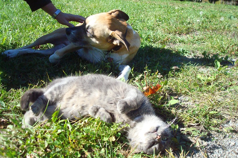 How to introduce your dog to a cat