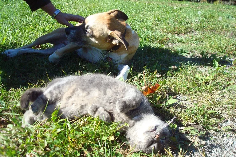 How to introduce your dog to a cat