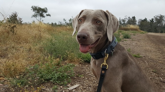 Remy with his Mighty Paw sport collar