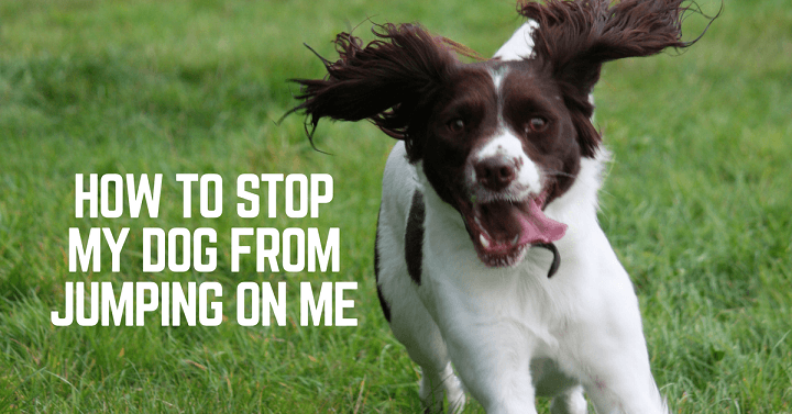 How to stop my dog from jumping on me