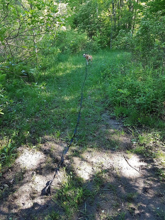 Mighty Paw long training leash review