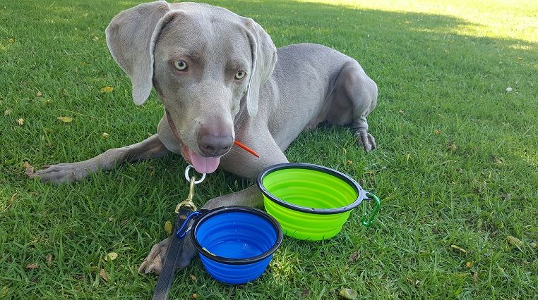 Mr. Peanut's collapsible bowls