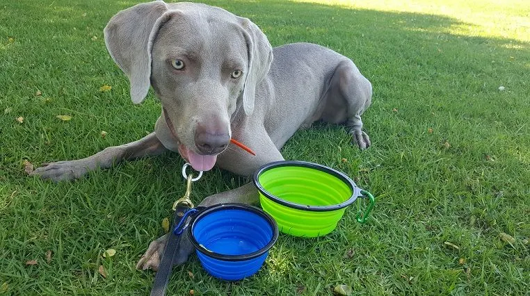 Mr. Peanut's collapsible bowls