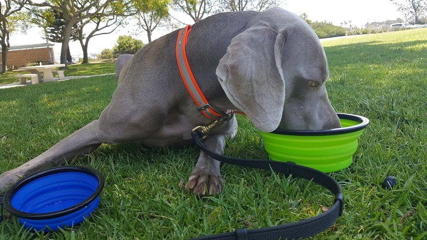 Mr. Peanut's collapsible dog bowls review