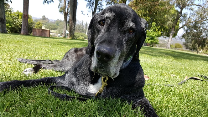Ace the black Lab mix