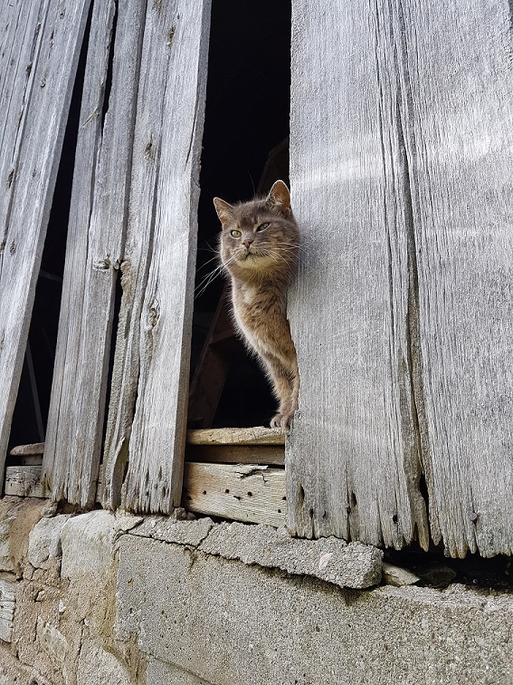 Ralph the barn cat
