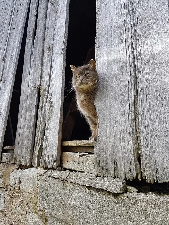 Ralph the barn cat