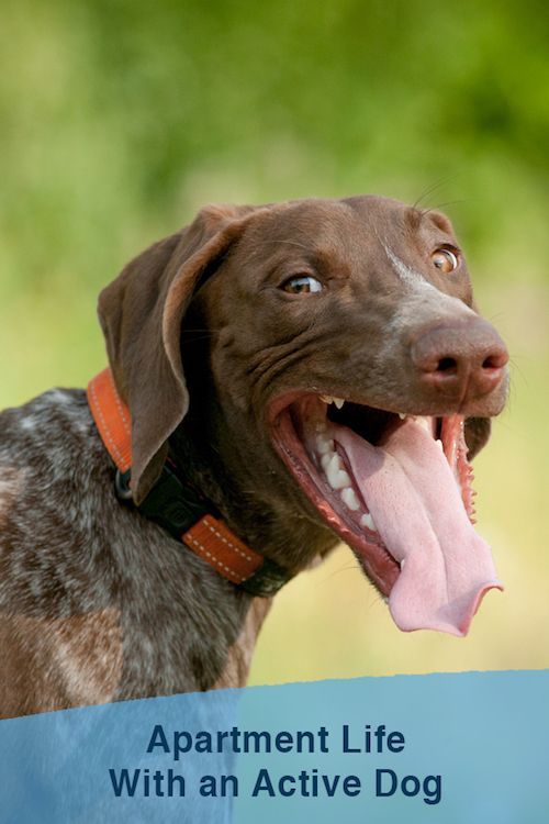 how to live with a hyper dog in an apartment