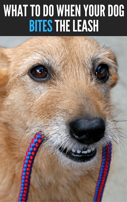 What to do when your dog bites the leash