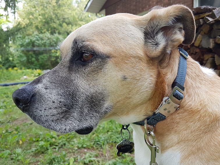 Baxter in his Mighty Paw metal buckle collar