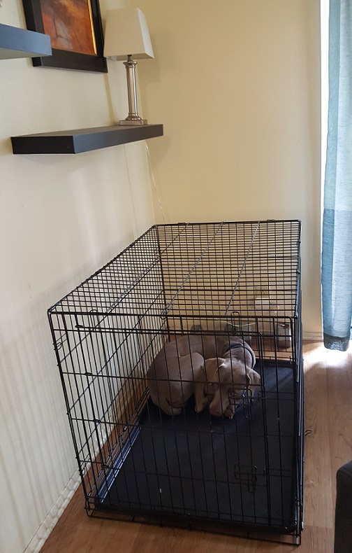 How to get your dog to sleep in