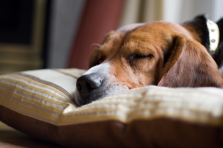 How to get your dog to sleep in