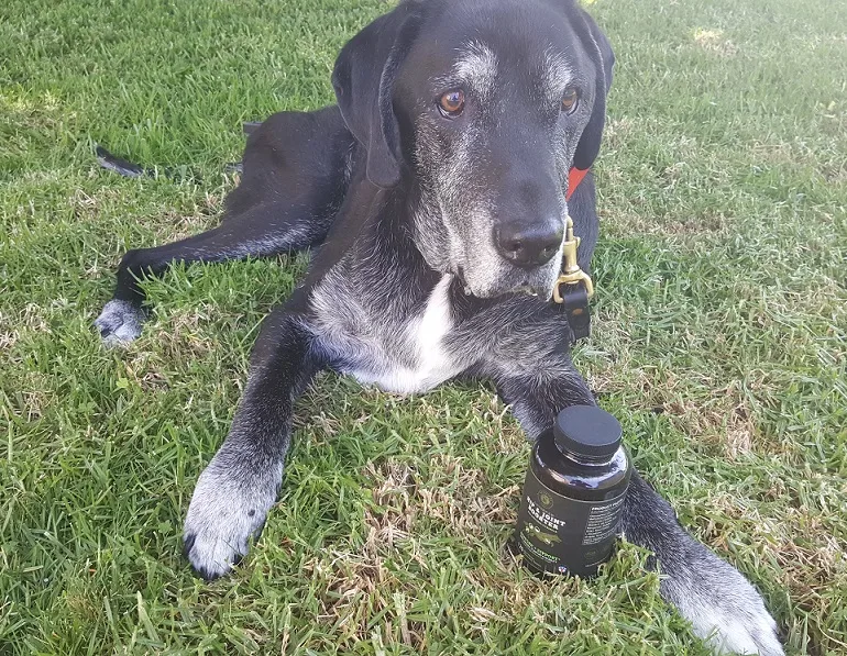 Mavericks Ranch for dogs