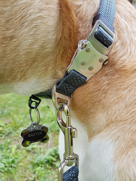 Baxter in his Mighty Paw metal buckle collar