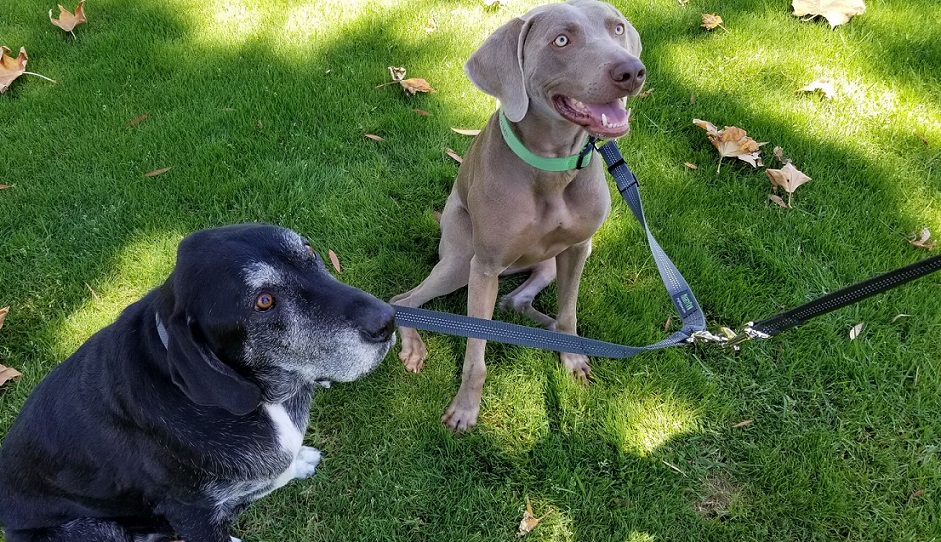 Mighty Paw's double dog leash review