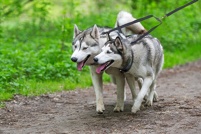 Double dog leash Mighty Paw