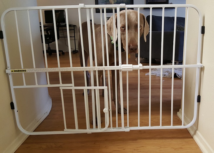 Aggression between dogs in the same household