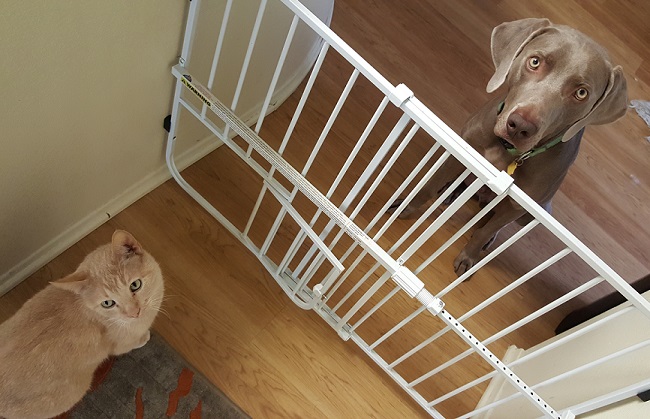 Stop your dog from destroying stuff