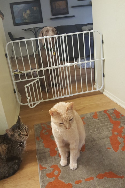 Carlson Pet Products gate