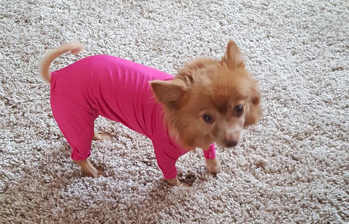 Lilly wearing her Shed Defender