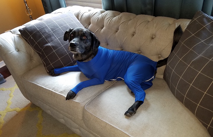 Bleu in his Shed Defender