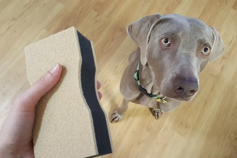 Remy with the Fur Erase sponge