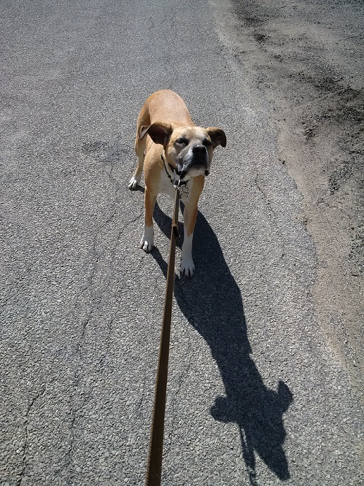 What is your dog really telling you?