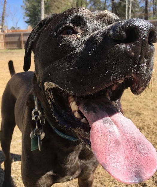 How to safely feed your dog raw bones