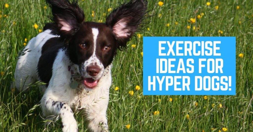 Dog exercise ideas