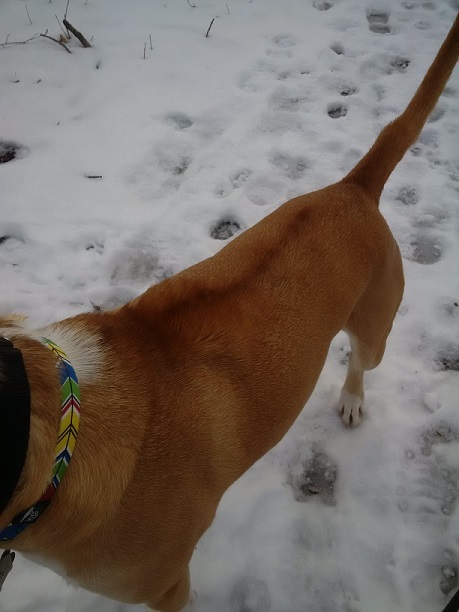 dog's hackles are up