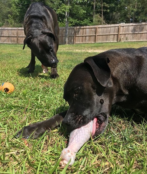 Feed your dog raw bones