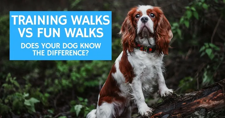 Training walks vs fun walks