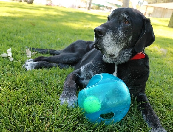 How to stop a dog's possessiveness of toys.