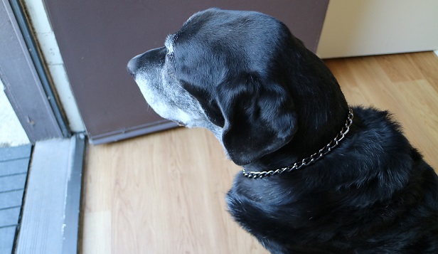 Chain slip and martingale collars