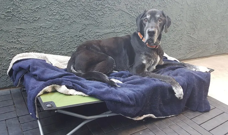 Teach your dog the place command