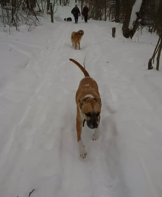 Dog's comfort zone for off-leash hiking