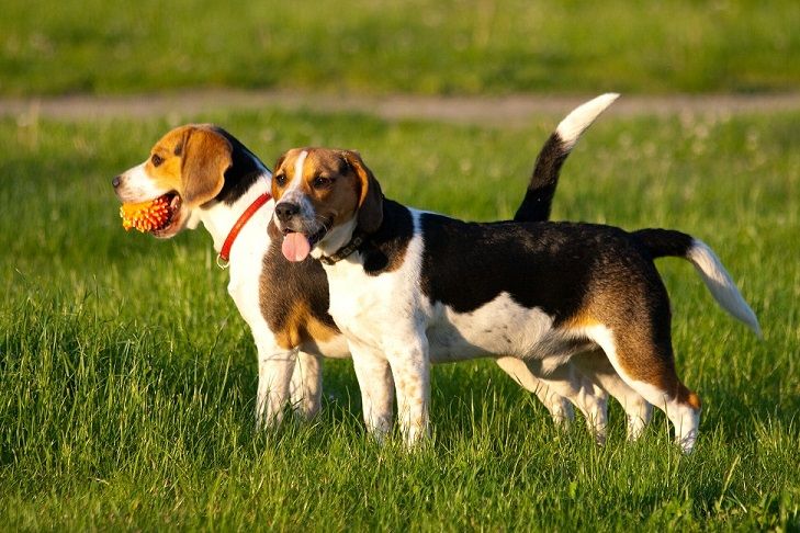 How to safely introduce two dogs